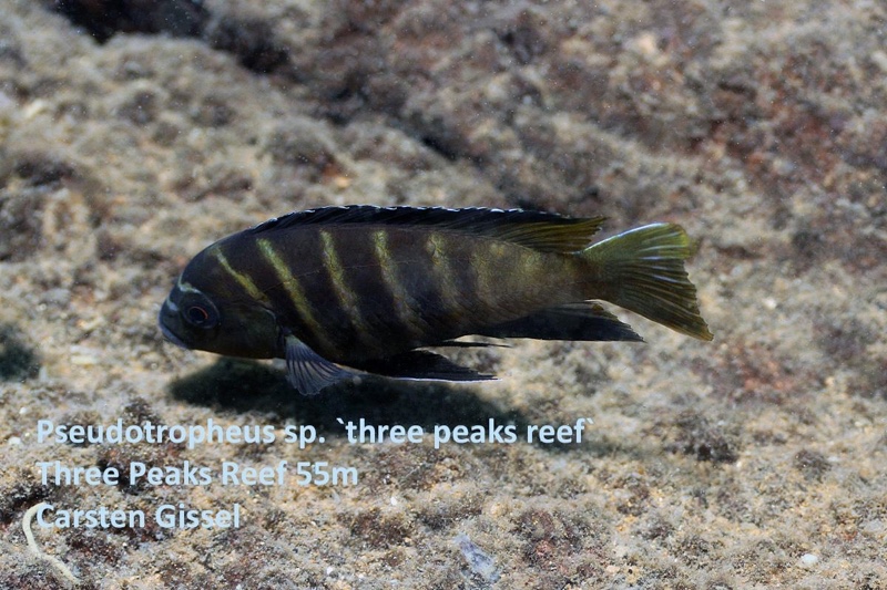 Pseudotropheus sp. 'three peaks' Three Peaks Reef